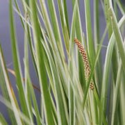 Acorus calamus ‘Variegatus’ | Variegated sweet flag | Marginal Plant